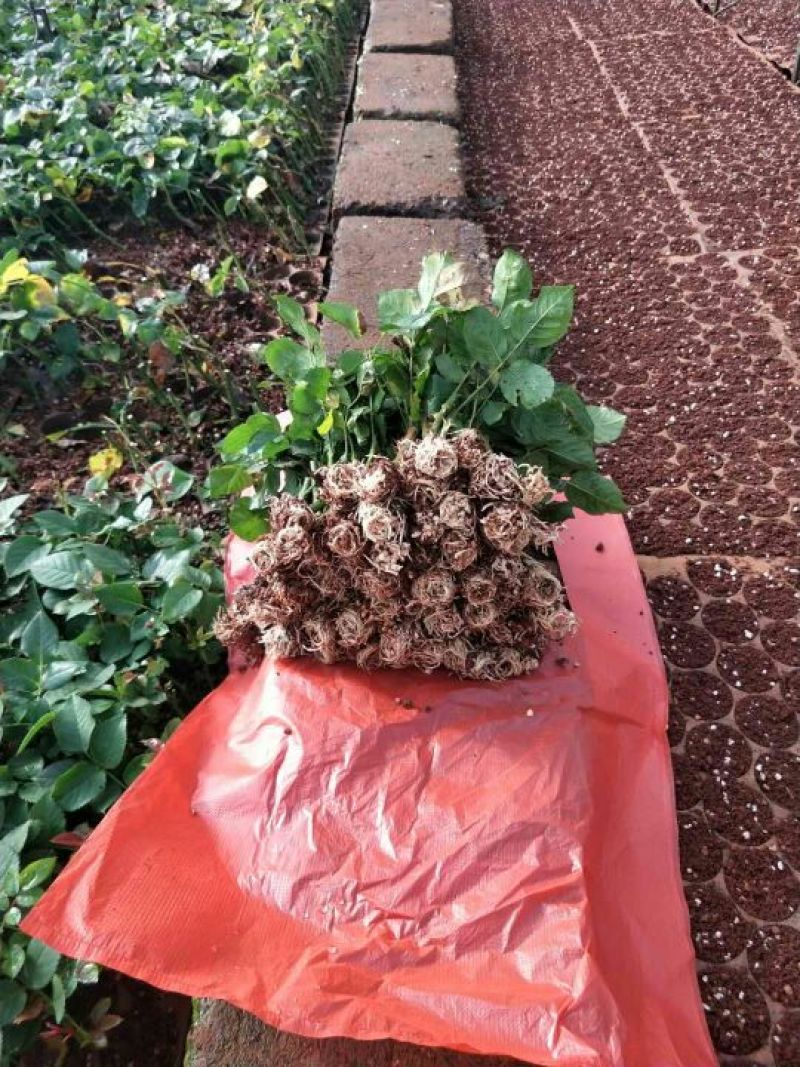 玫瑰苗，月季苗，10～15公分高，温度好，一年四季开花