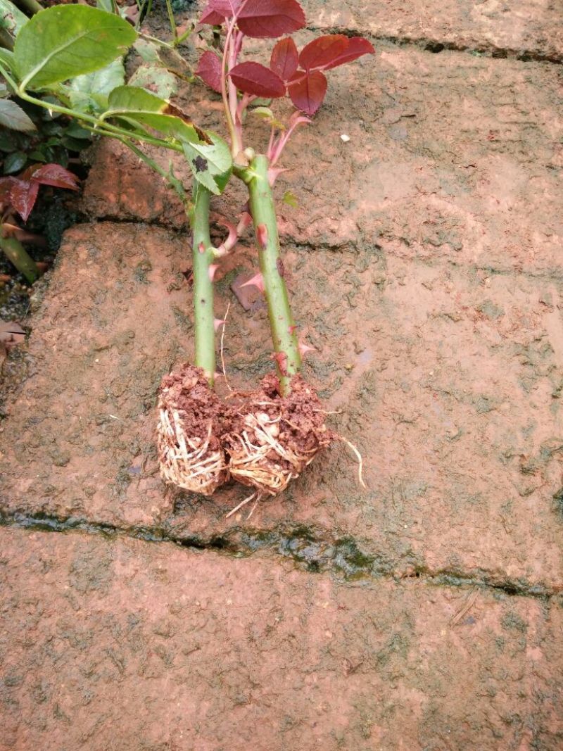 玫瑰苗，月季苗，10～15公分高，温度好，一年四季开花