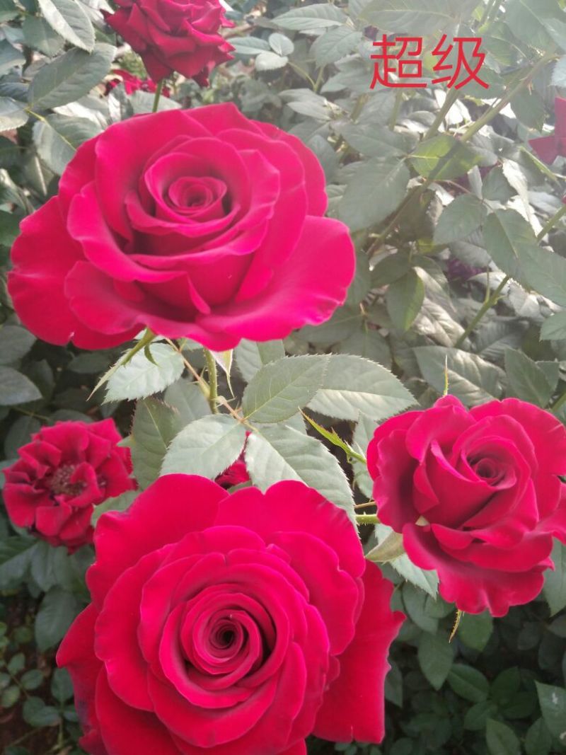 玫瑰苗，月季苗，10～15公分高，温度好，一年四季开花