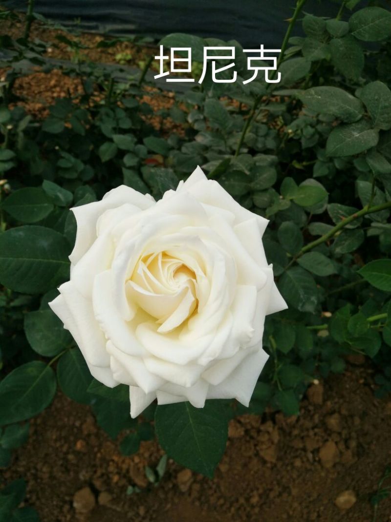 玫瑰苗，月季苗，10～15公分高，温度好，一年四季开花