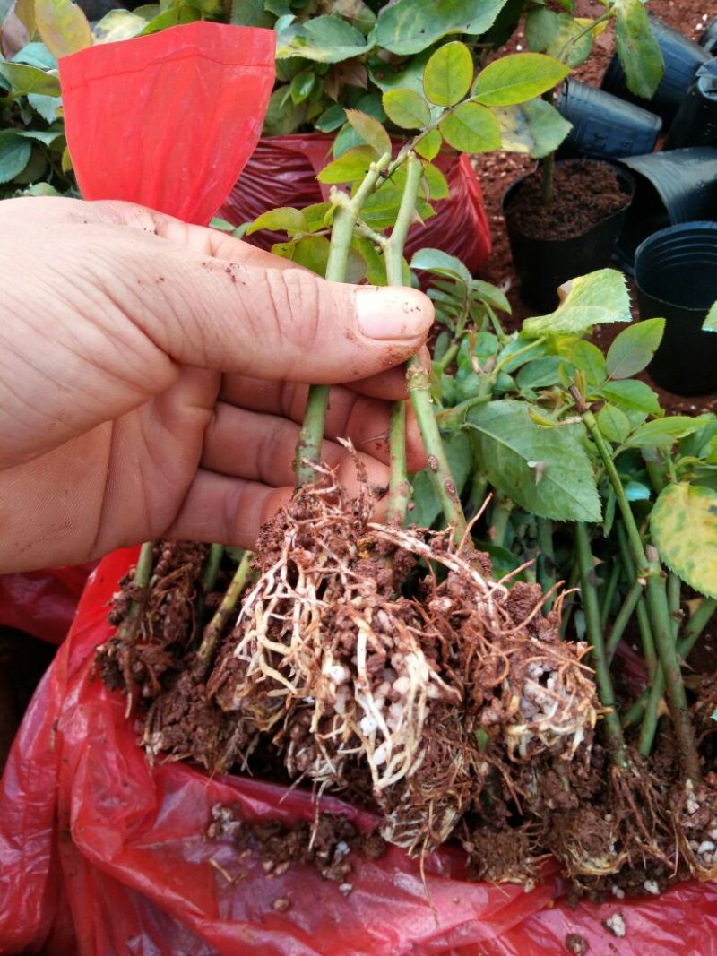 玫瑰苗，月季苗，10～15公分高，温度好，一年四季开花