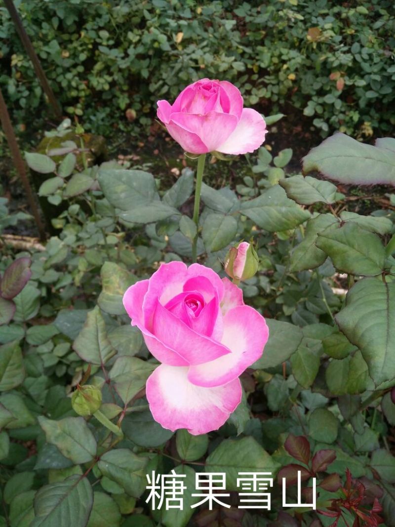 玫瑰苗，月季苗，10～15公分高，温度好，一年四季开花