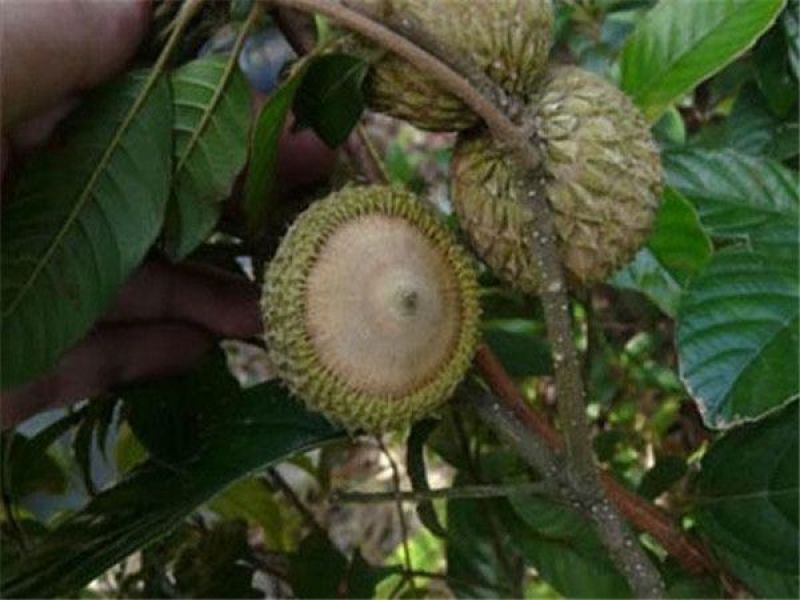 补肾果、捻碇果、壮阳果