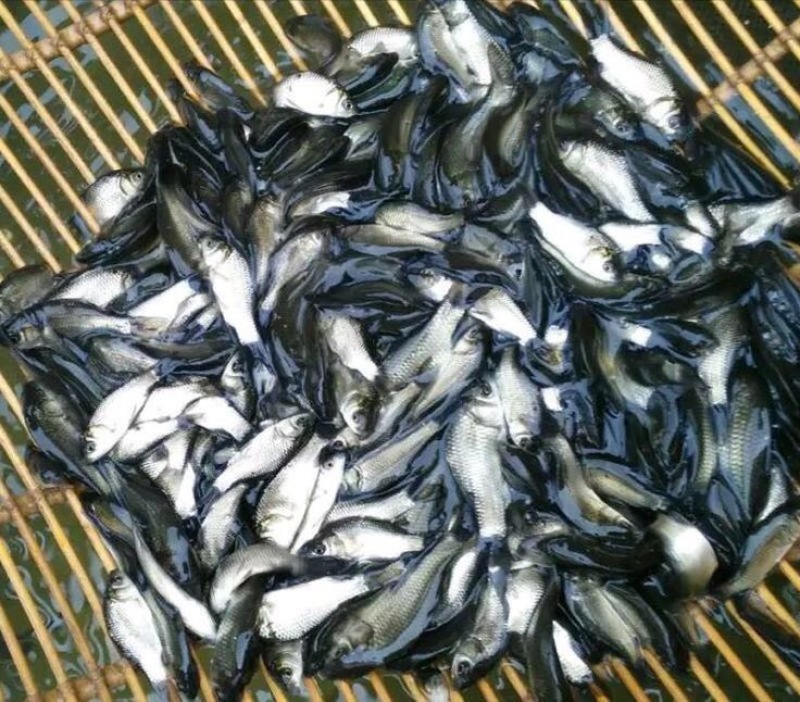 鲫鱼