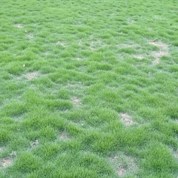 长期供应大量马泥拉草皮