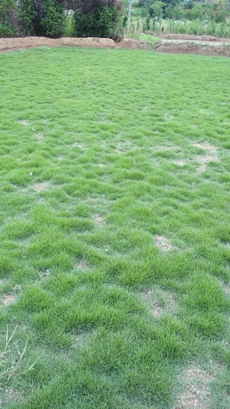 长期供应大量马泥拉草皮