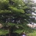 小叶榄仁树1.5~2m