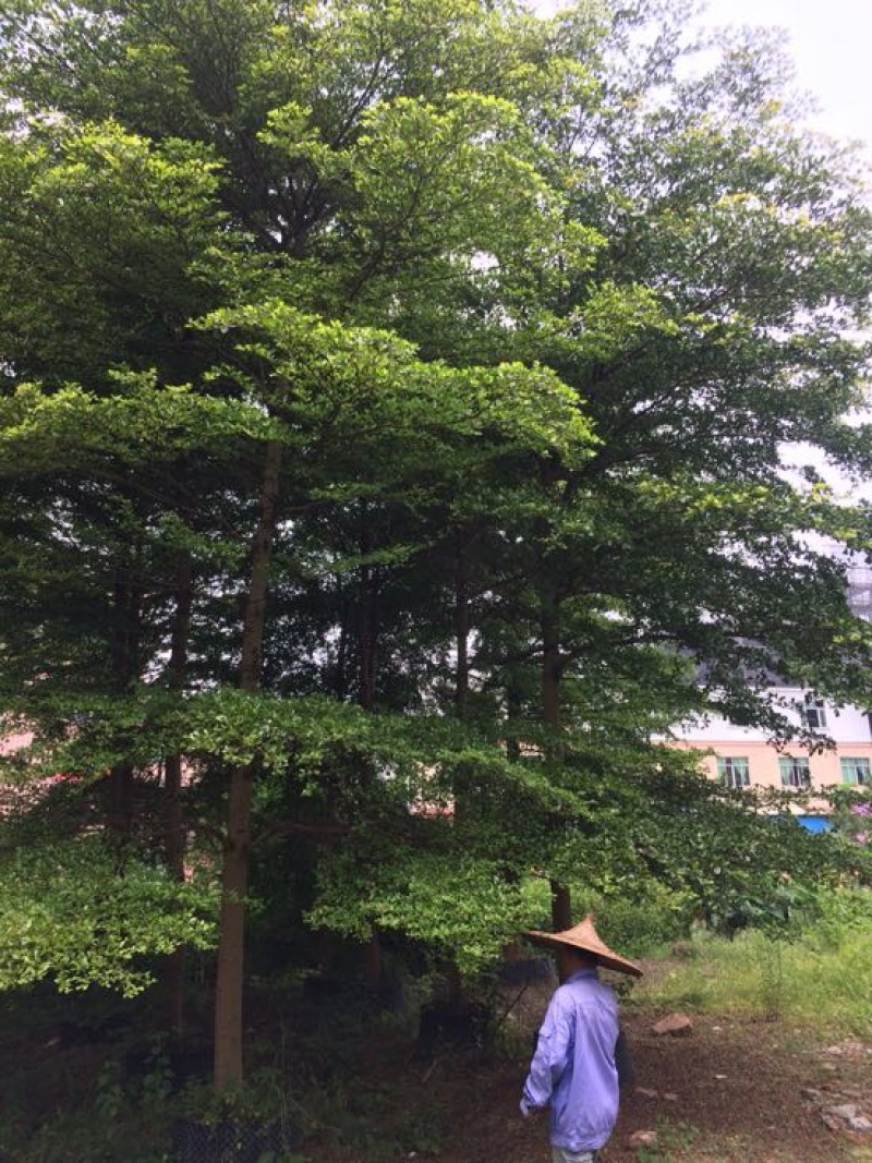 小叶榄仁树1.5~2m