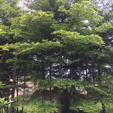 小叶榄仁树1.5~2m