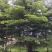 小叶榄仁树1.5~2m