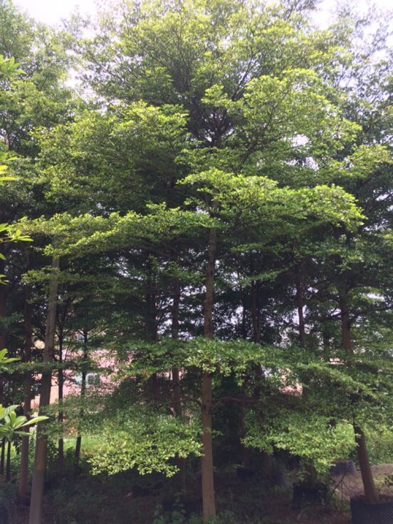 小叶榄仁树1.5~2m