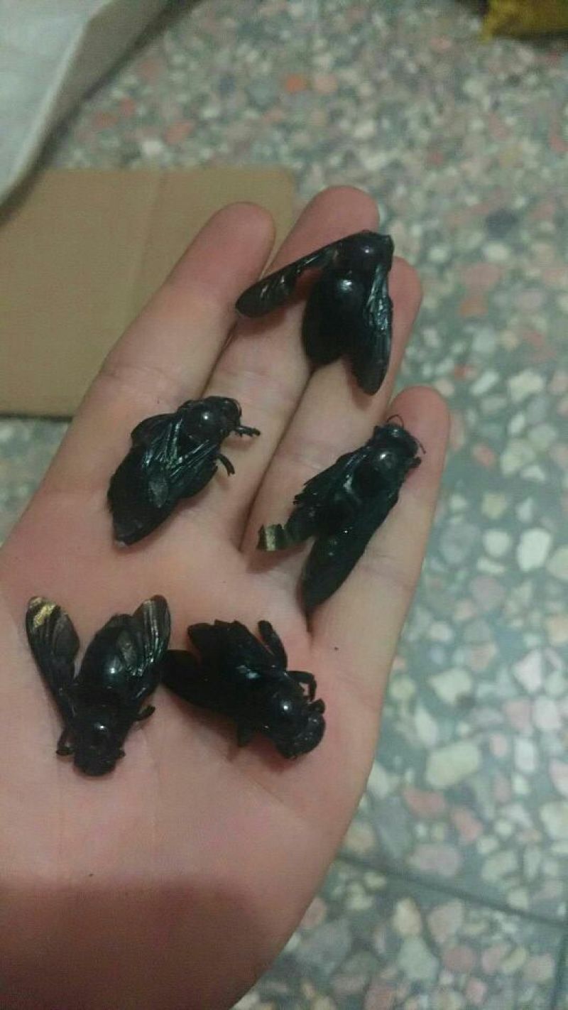 竹筒蜂主要作用祛风湿，咳有特效，泡酒也可