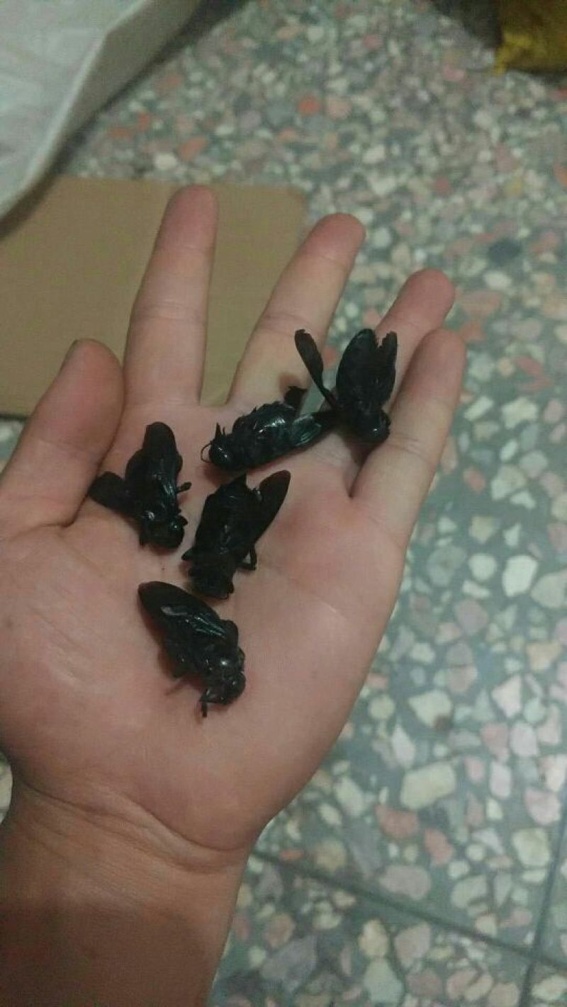 竹筒蜂主要作用祛风湿，咳有特效，泡酒也可
