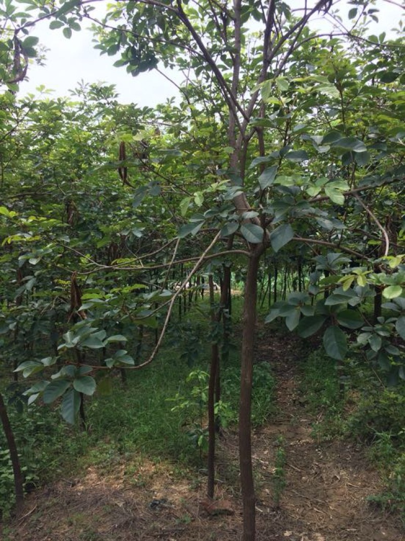 黄花风铃木10cm以下5-8cm