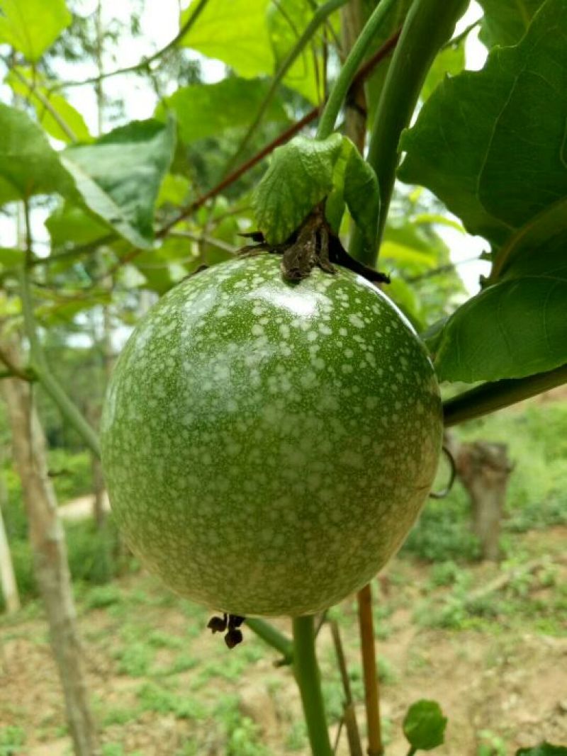 黄金百香果