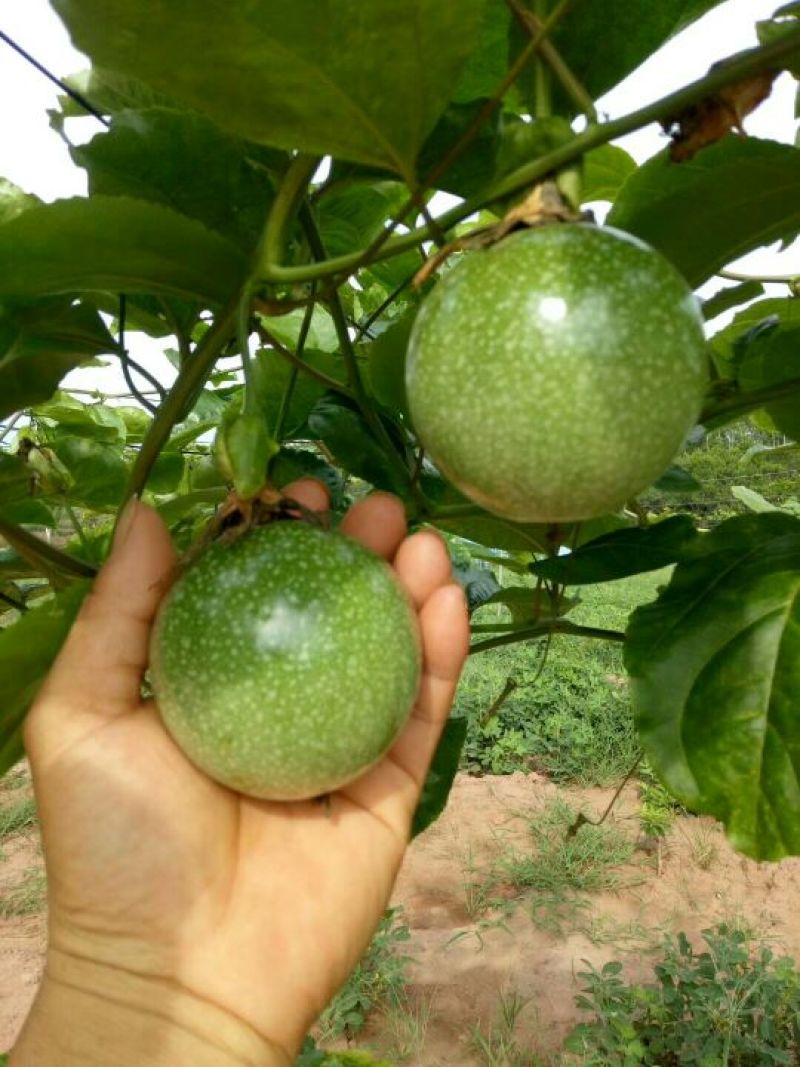 黄金百香果
