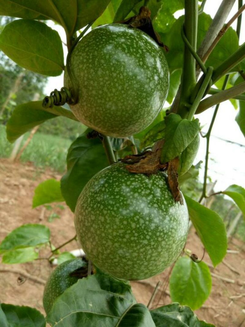 黄金百香果