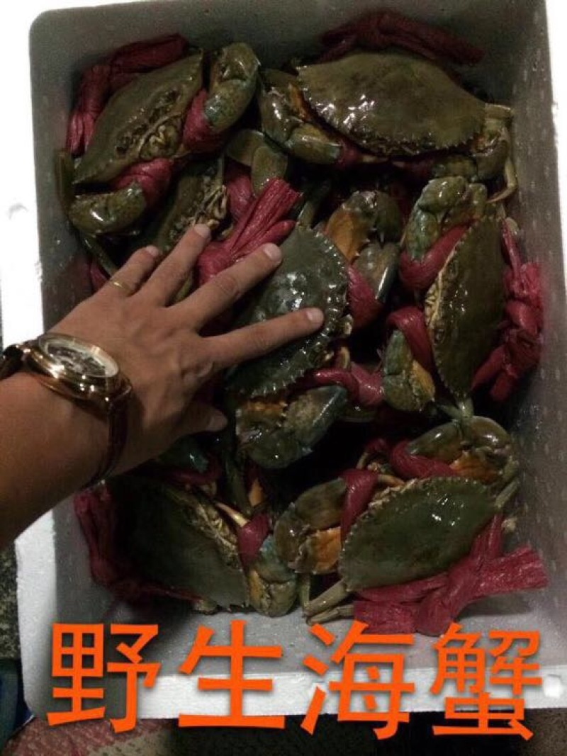 红蟹食用雌蟹