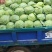 河北辛集产地甘蓝1斤半-2斤半起步大量上市