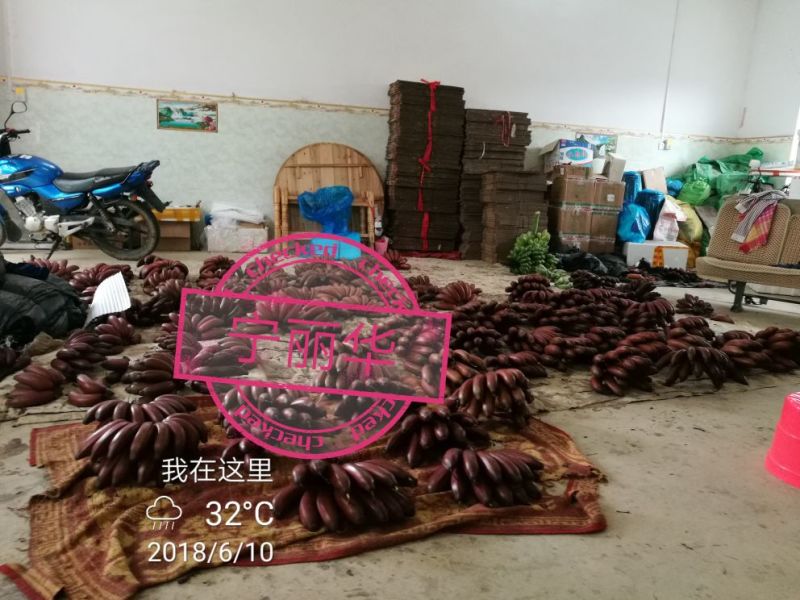 聚便宜】8斤一级净果红香蕉产地直发（现砍现装）