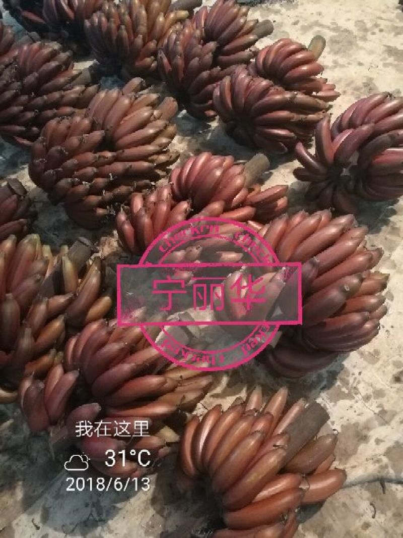 聚便宜】8斤一级净果红香蕉产地直发（现砍现装）