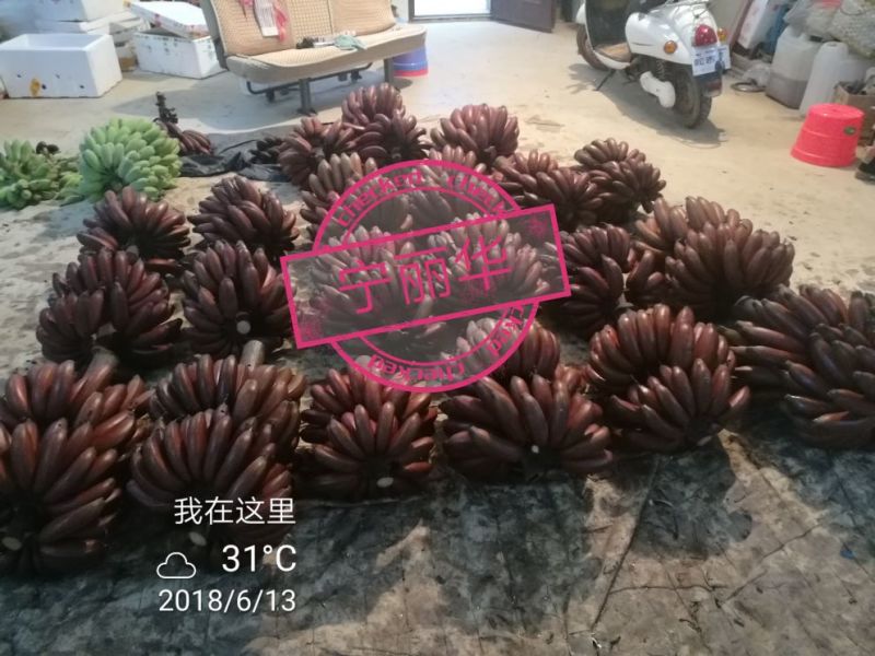聚便宜】8斤一级净果红香蕉产地直发（现砍现装）