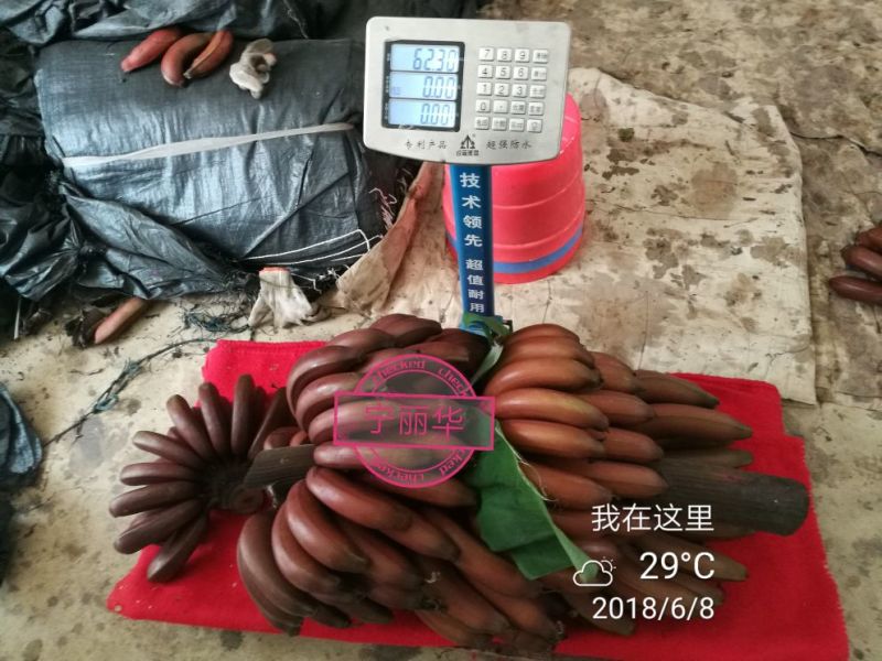 聚便宜】8斤一级净果红香蕉产地直发（现砍现装）