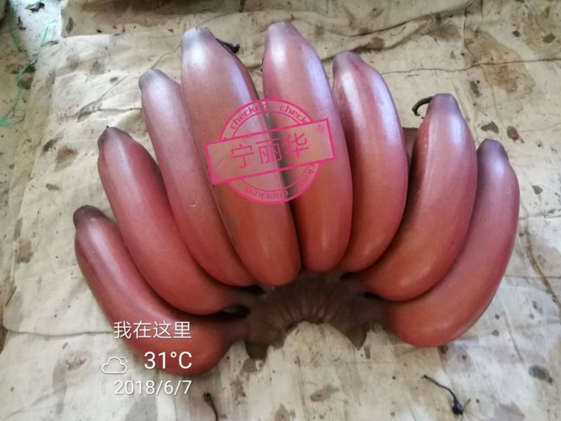聚便宜】8斤一级净果红香蕉产地直发（现砍现装）