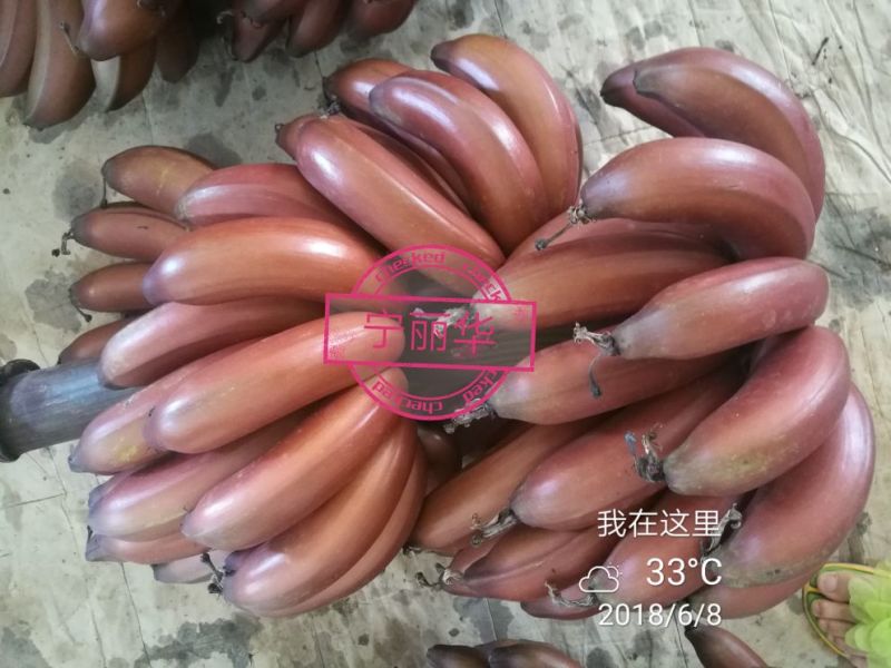 聚便宜】8斤一级净果红香蕉产地直发（现砍现装）