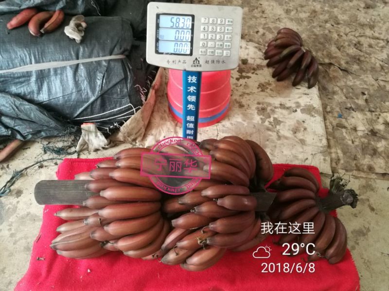 聚便宜】8斤一级净果红香蕉产地直发（现砍现装）
