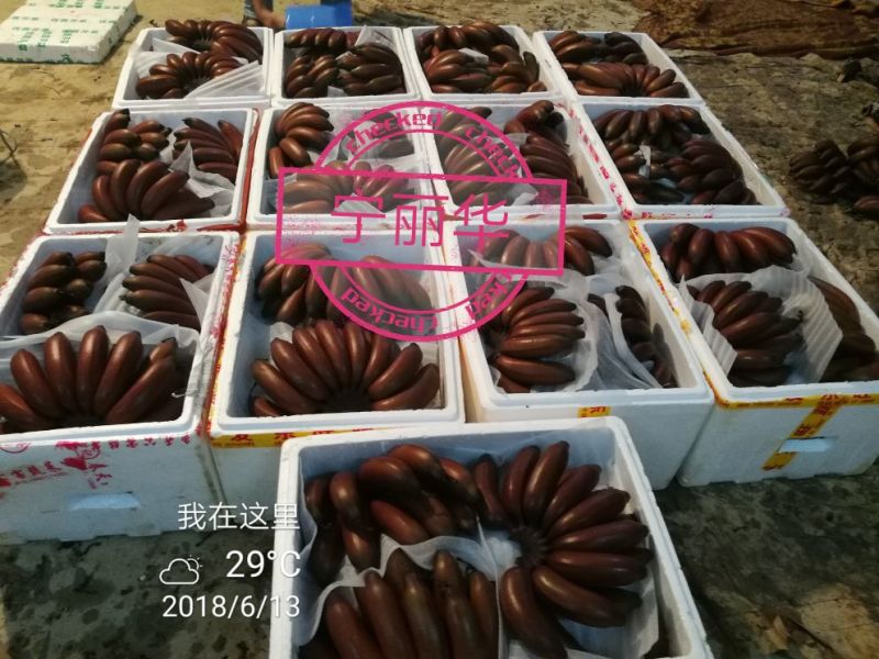 聚便宜】8斤一级净果红香蕉产地直发（现砍现装）