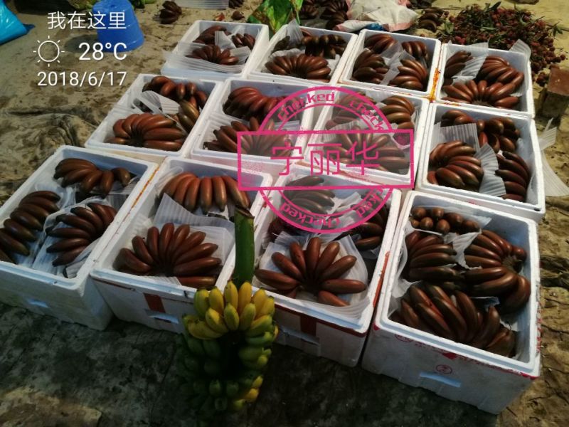 聚便宜】8斤一级净果红香蕉产地直发（现砍现装）