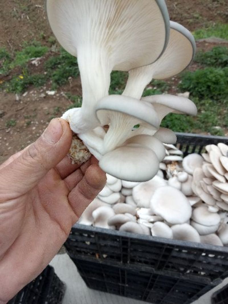平菇