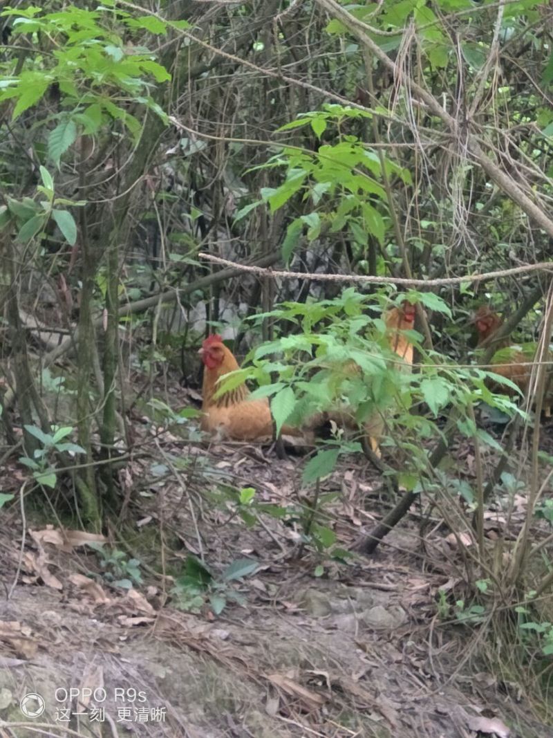 甘源土鸡全程高山放养