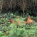 甘源土鸡全程高山放养