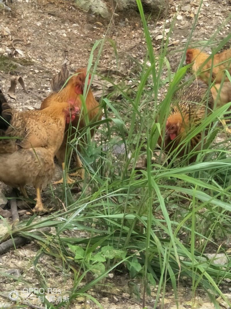 甘源土鸡全程高山放养