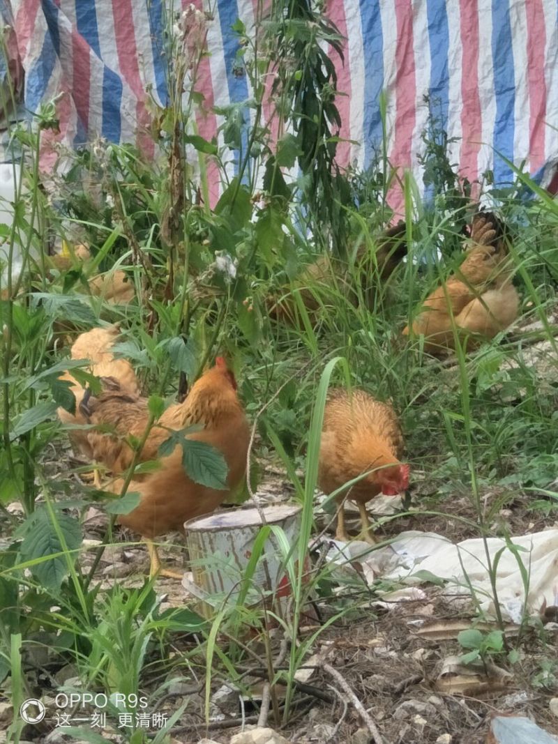 甘源土鸡全程高山放养