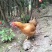 甘源土鸡全程高山放养
