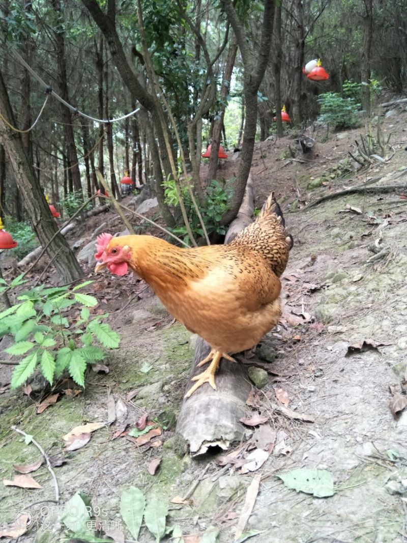 甘源土鸡全程高山放养