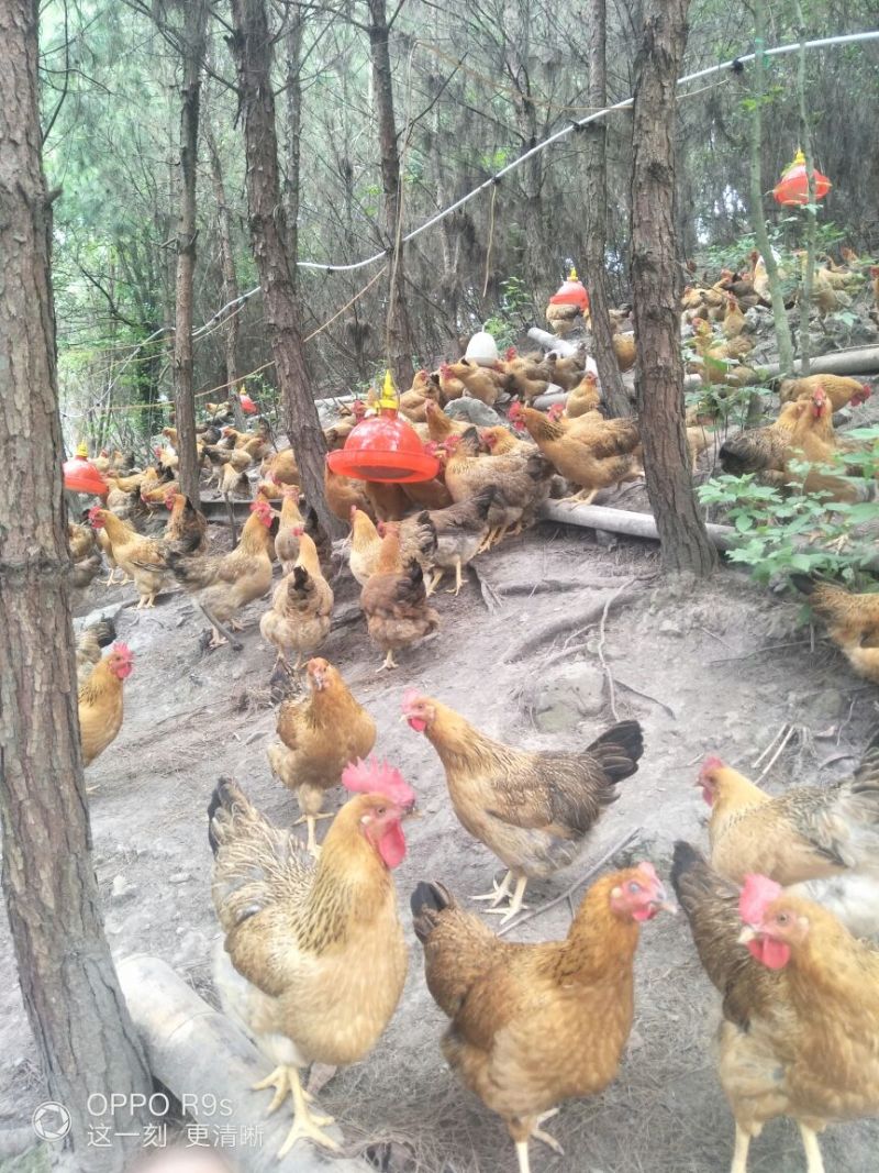 甘源土鸡全程高山放养