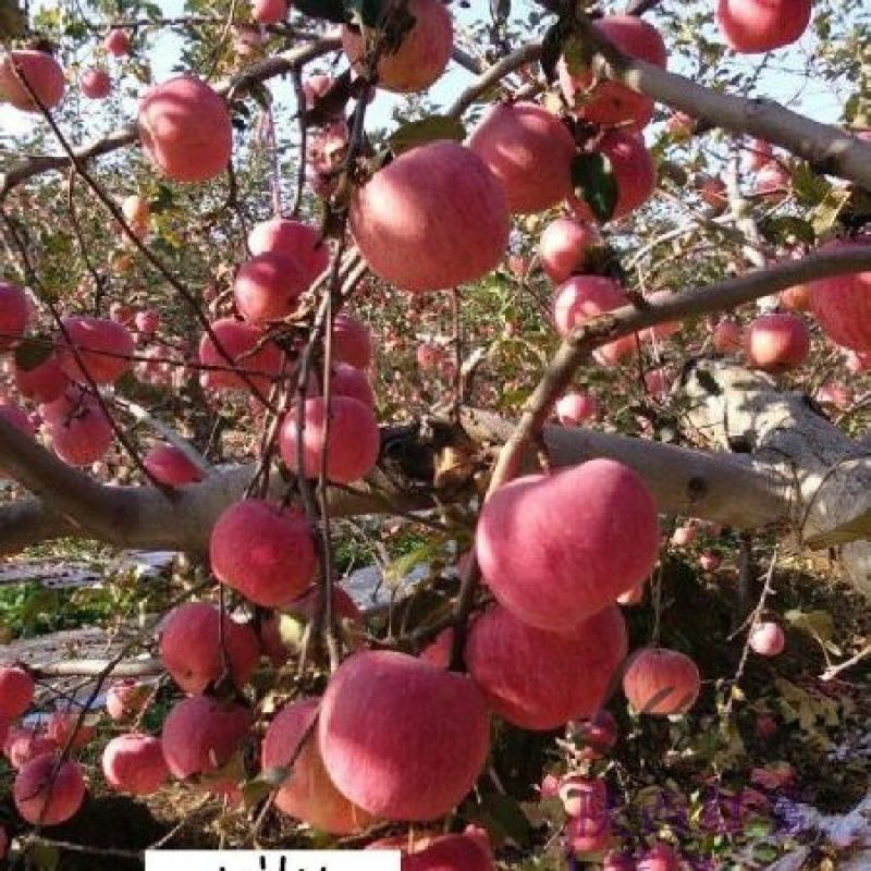 陕西红富士苹果纸袋70-80通货10斤一箱10箱包邮