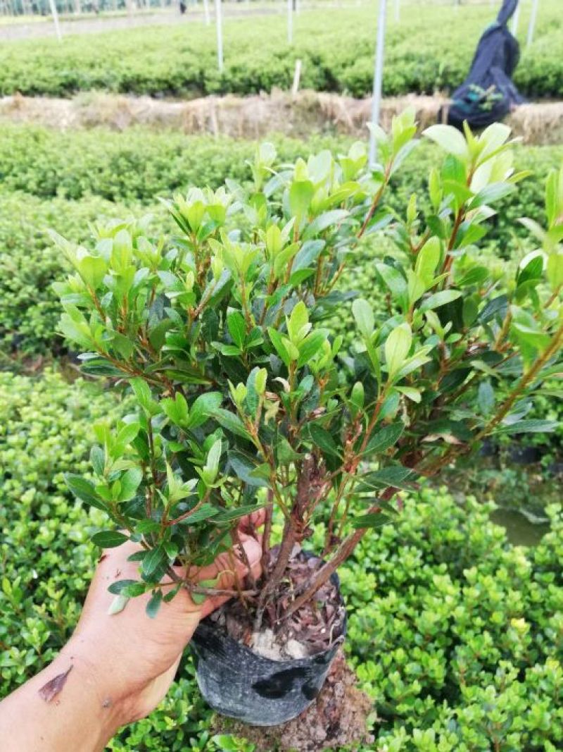 夏鹃