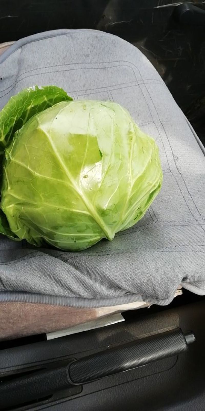 甘蓝