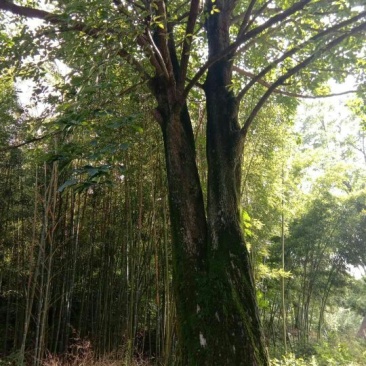 辛夷树