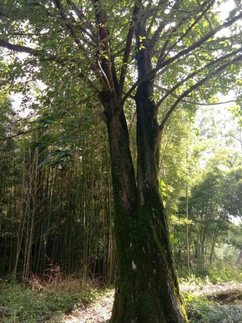 辛夷树