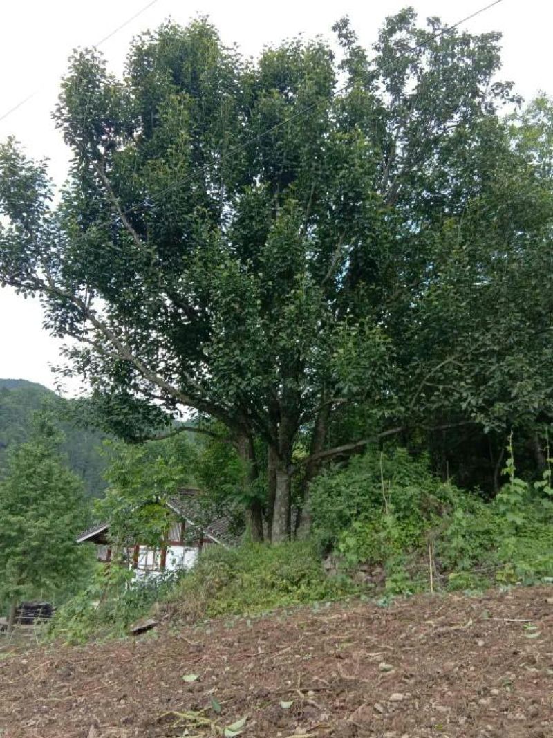 辛夷树