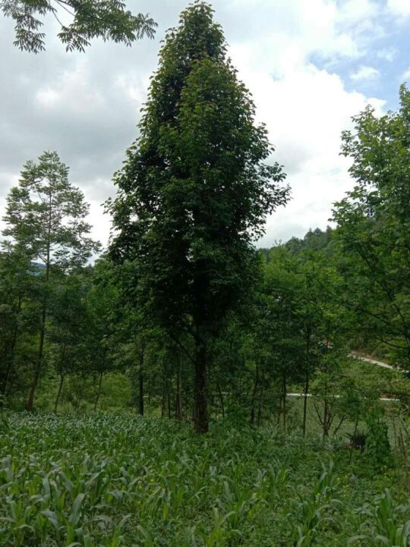 辛夷树