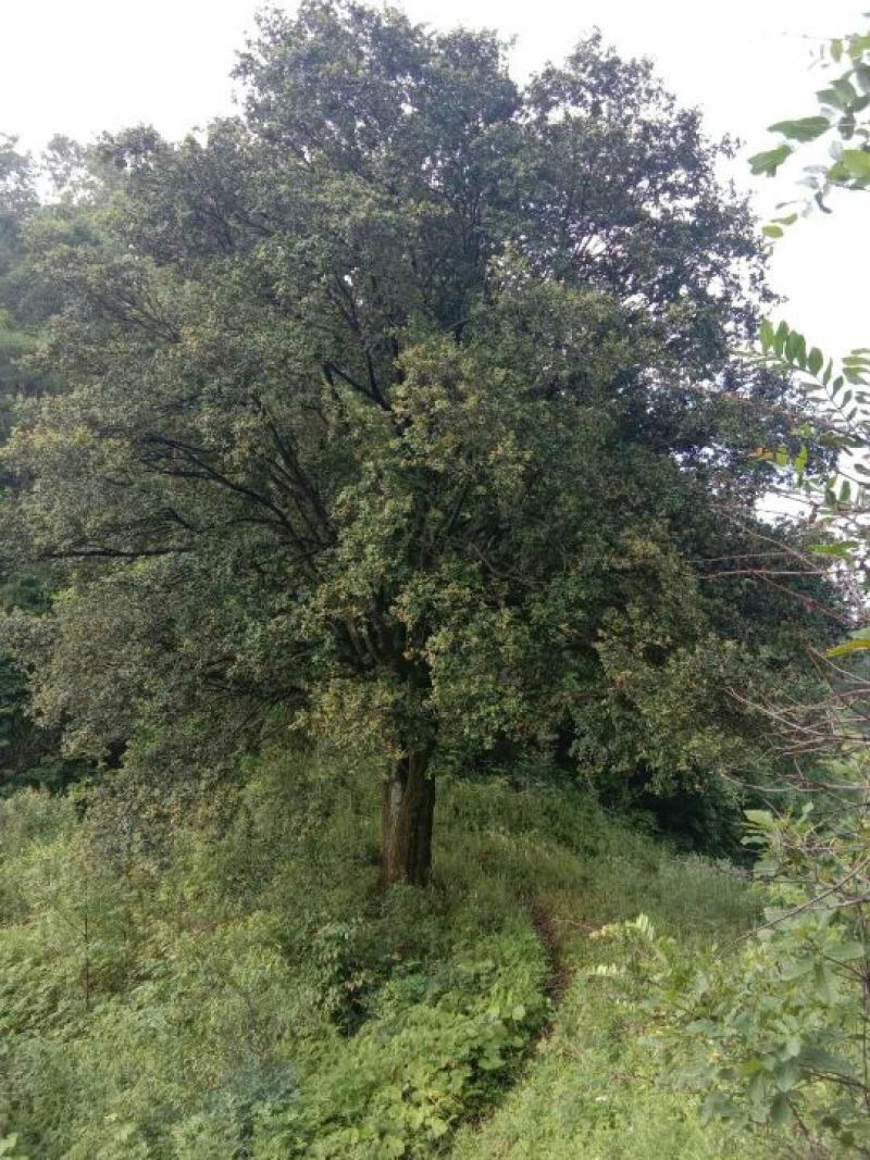 辛夷树