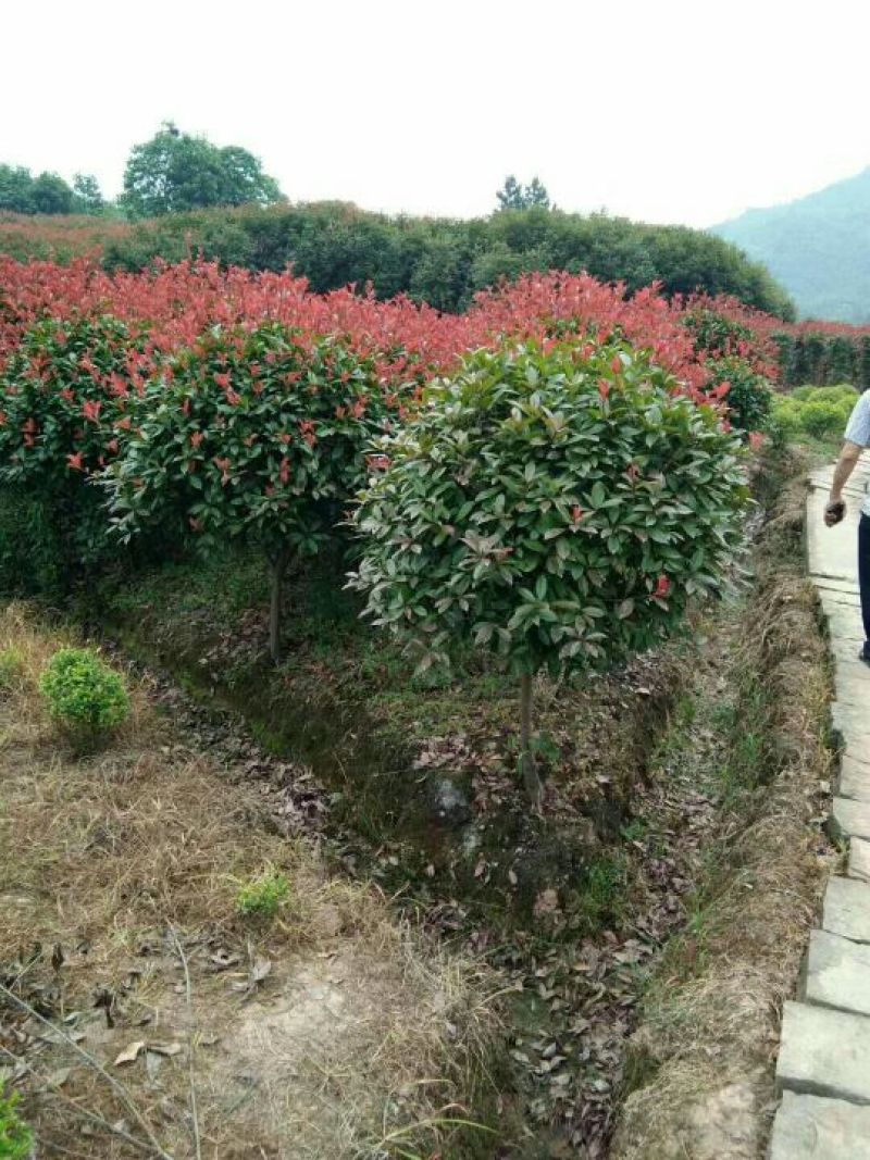 重阳木，红叶石楠