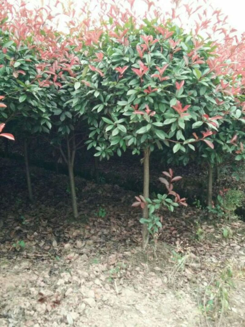 重阳木，红叶石楠